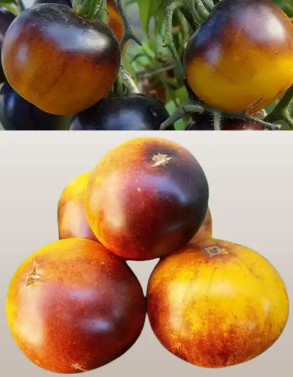 Tomaten: Chocolat Marmelade