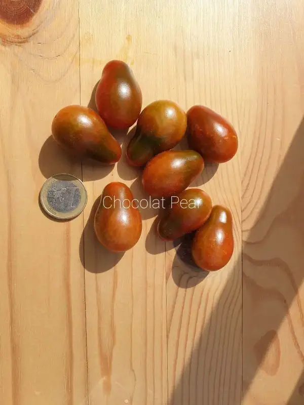 Tomaten: Chocolat Pear