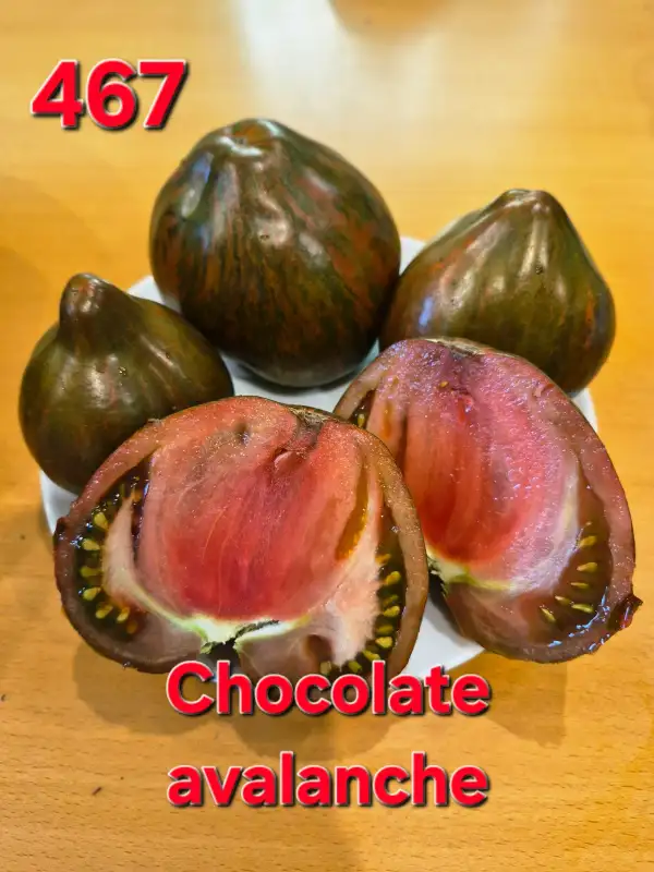 Tomaten: Chocolate avalanche