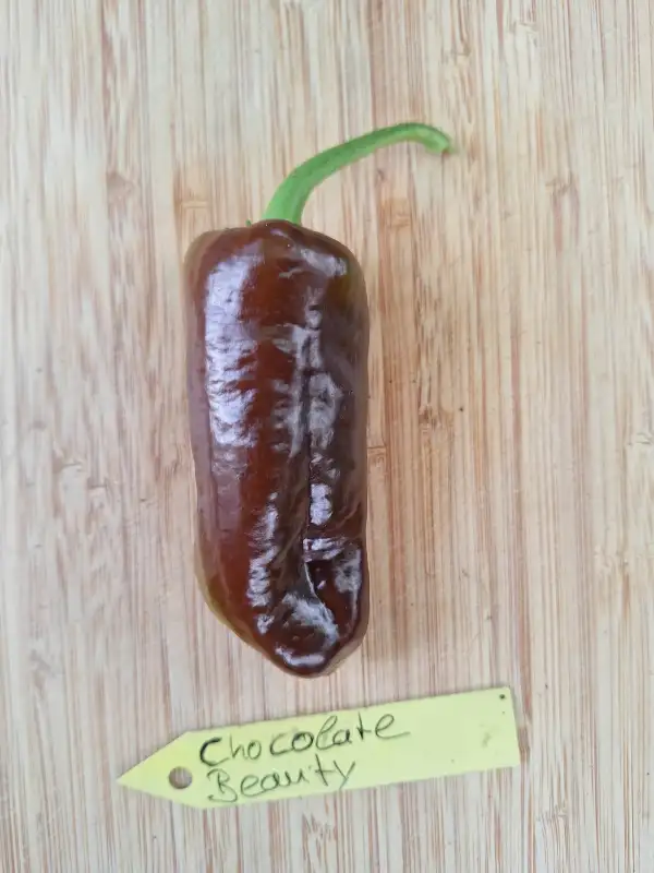 Chili / Paprika: Chocolate Beauty - Paprika