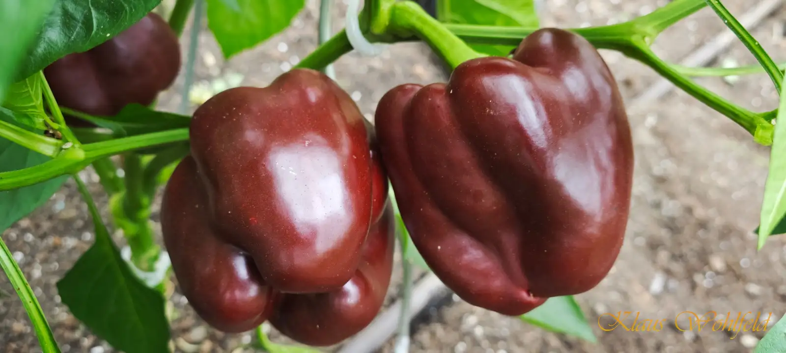 Chili / Paprika: Chocolate Beauty