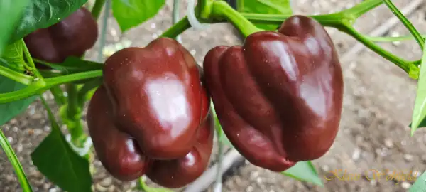 Paprika: Chocolate Beauty