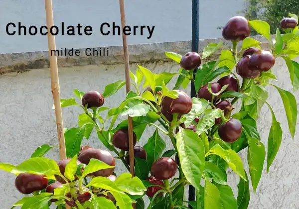 Chili / Paprika: Chocolate Cherry