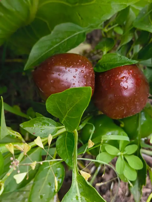 Chili / Paprika: Chocolate Cherry