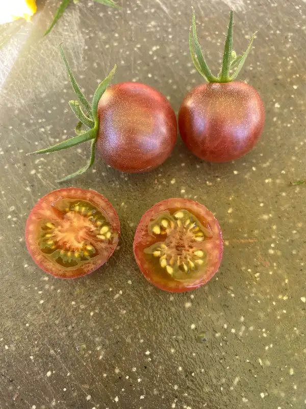 Tomaten: chocolate cherry