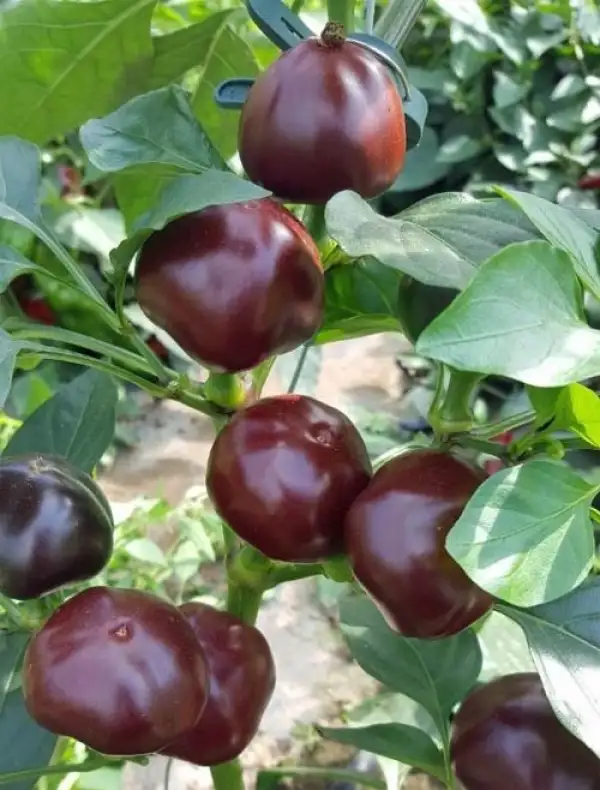 Chili: Chocolate Cherry