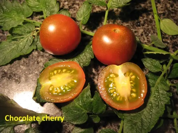 Tomaten: chocolate cherry