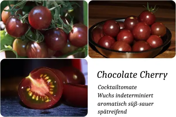 Tomaten: chocolate cherry