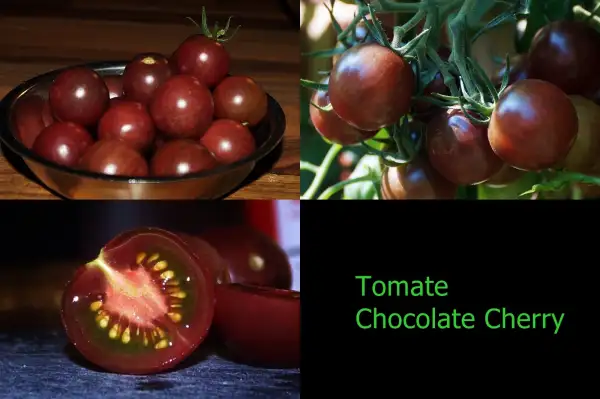 Tomaten: chocolate cherry