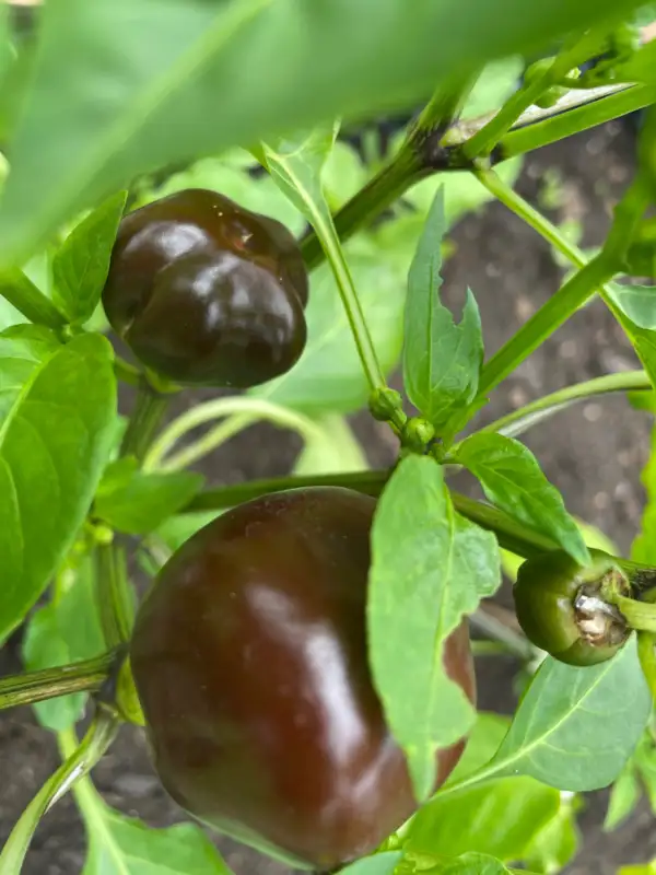 Chili / Paprika: Chocolate Cherry Bomb