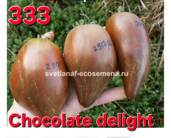 Tomaten: Chocolate delight