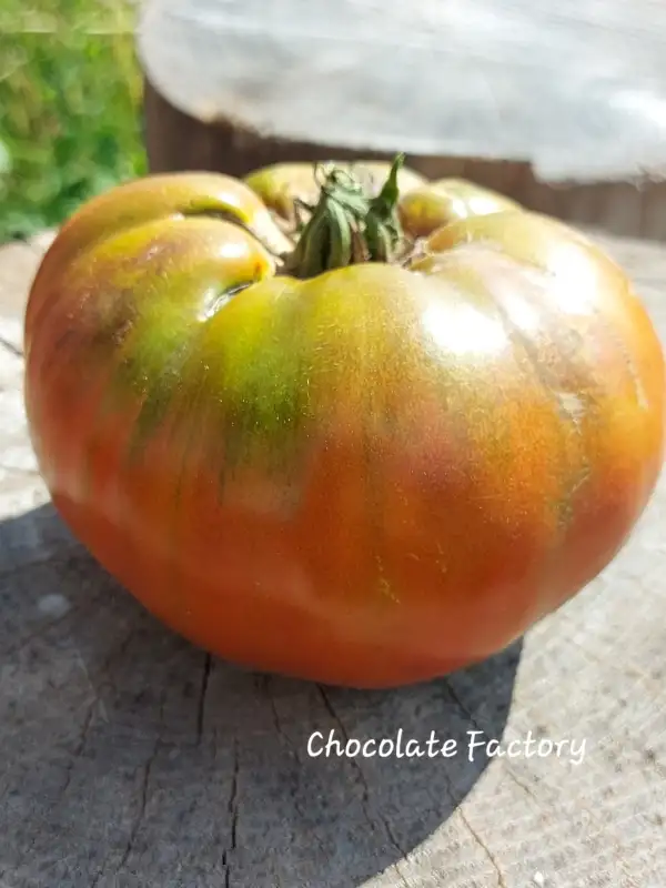 Tomaten: Chocolate Factory