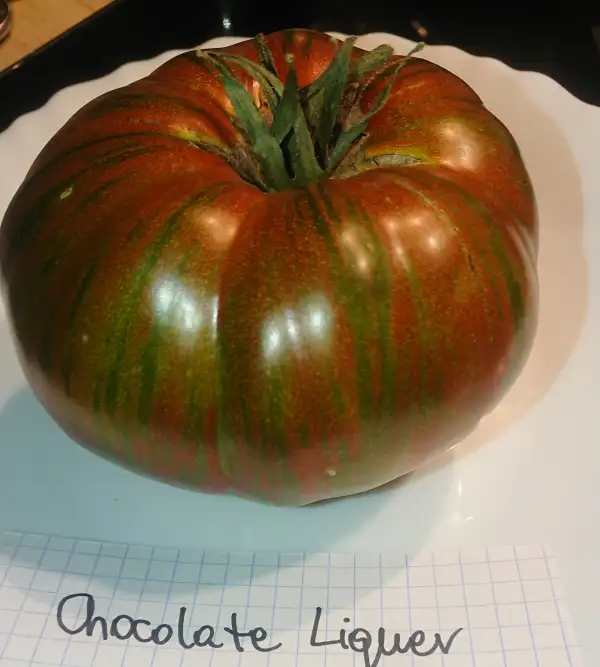 Tomaten: Chocolate Liquer /Shokoladnyy Liker