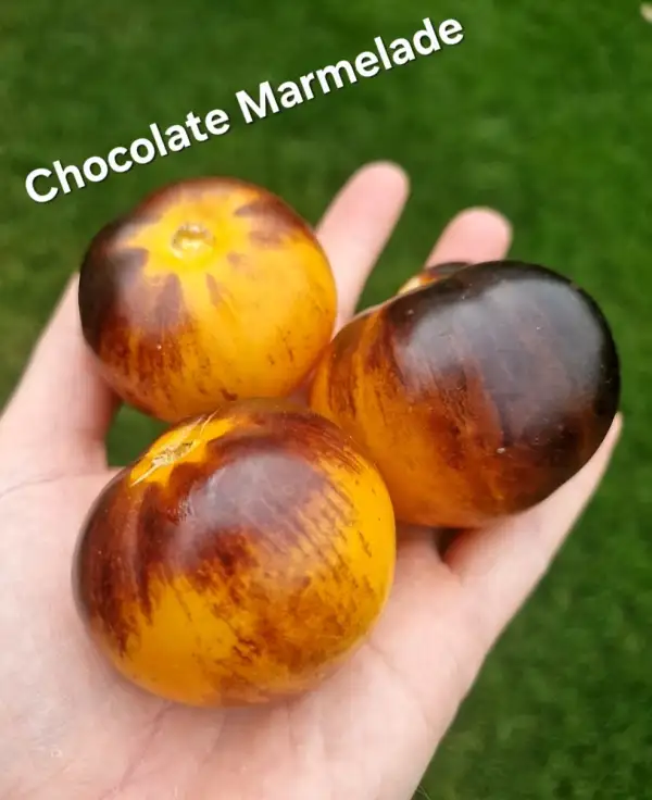 Tomaten: Chocolate marmelade