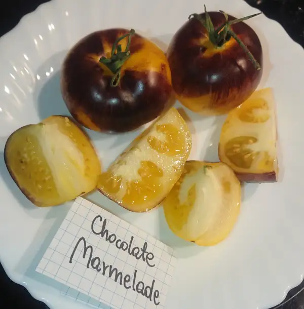 Tomaten: Chocolate Marmelade /Shokoladnyy Marmelad