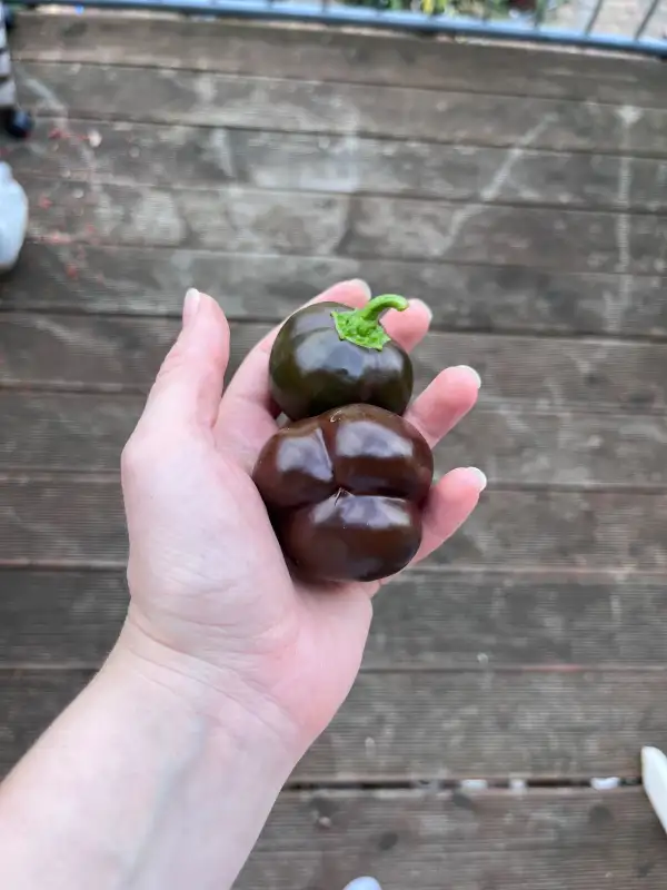 Chili / Paprika: Chocolate Mini Bell