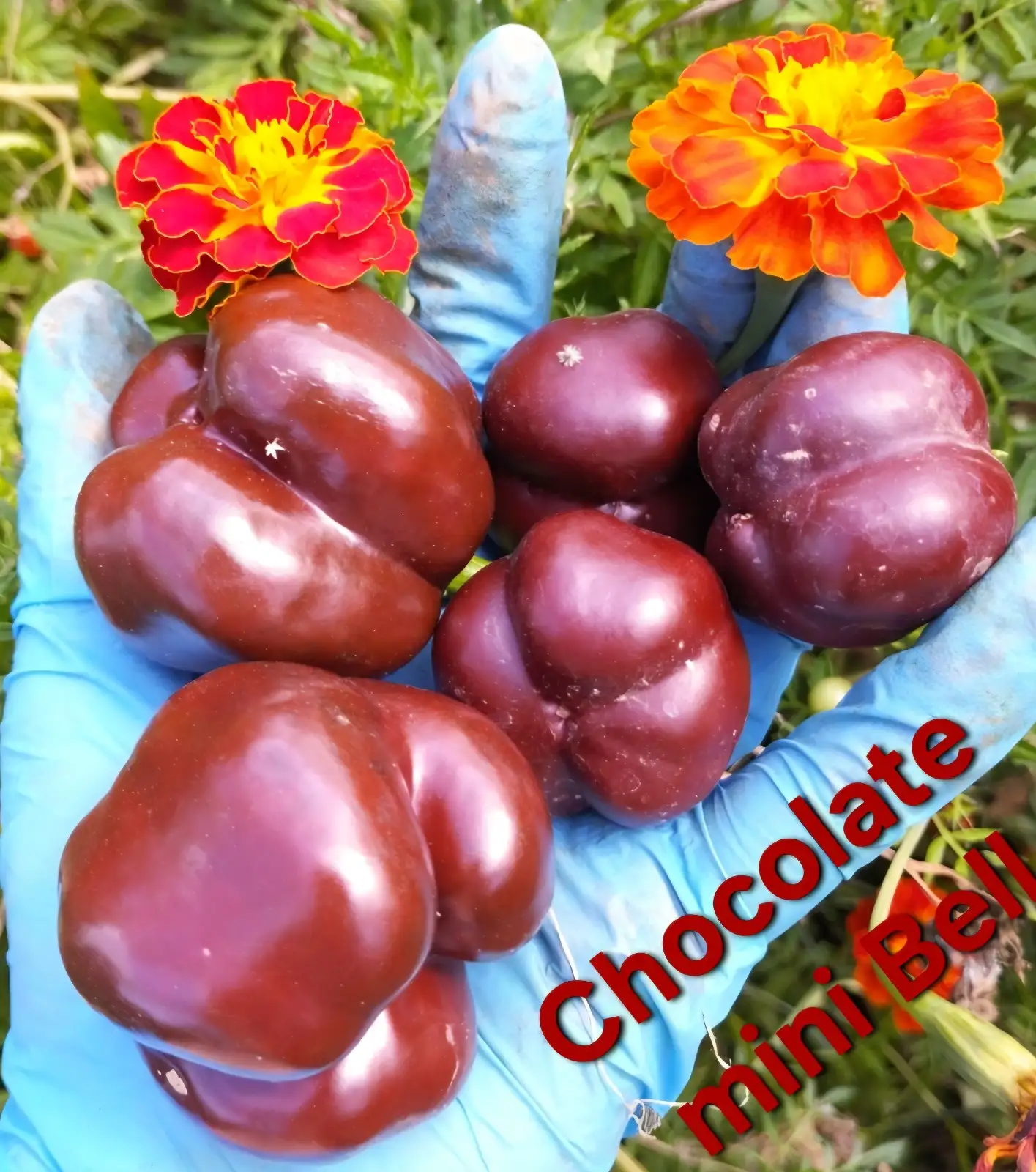 Chili / Paprika: Chocolate Mini Bell