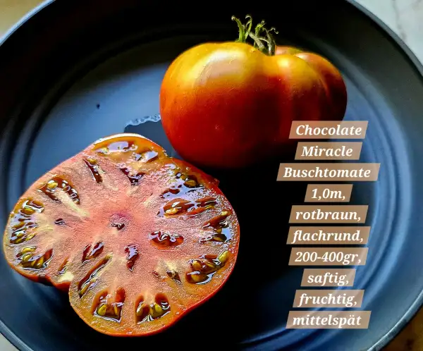 Tomaten: Chocolate Miracle