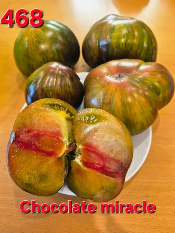Tomaten: Chocolate Miracle