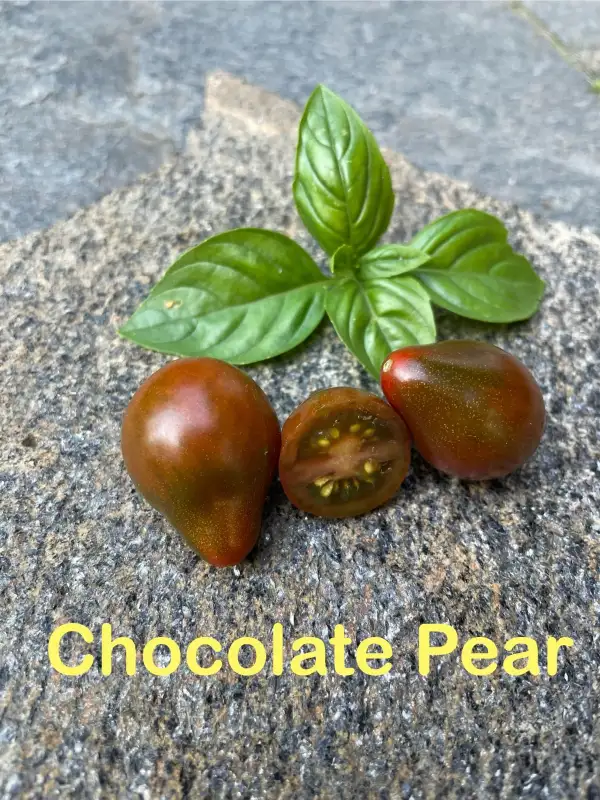 Tomaten: Chocolate Pear