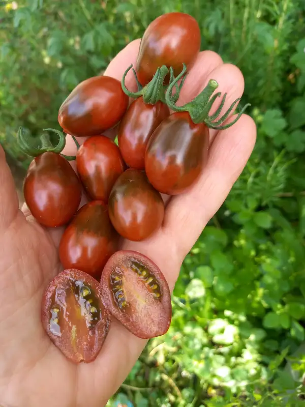Tomaten: Chocolate Pear
