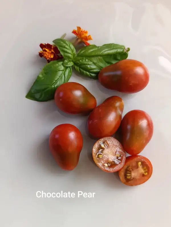 Tomaten: Chocolate Pear