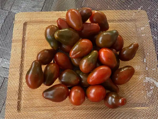 Tomaten: Chocolate Pear