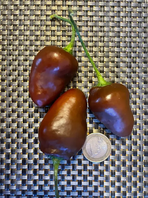 Chili / Paprika: Chocolate Rocoto