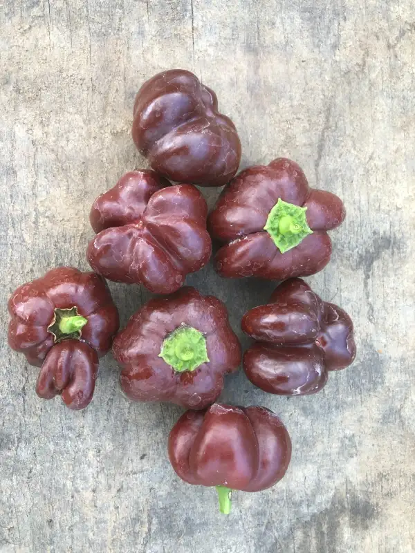 Chili / Paprika: Chocolate Roundelay (sweet)
