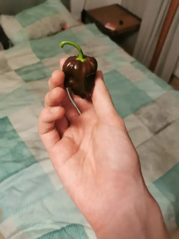 Chili / Paprika: Chocolate Scotch Bonnet