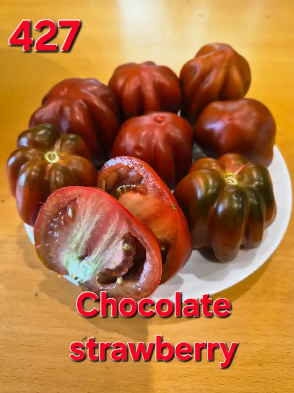 Tomaten: Chocolate strawberry