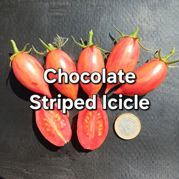 Tomaten: Chocolate Striped Icicle