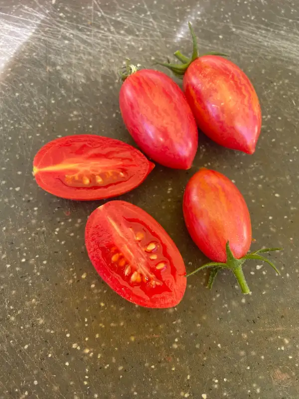 Tomaten: Chocolate Striped Icicle