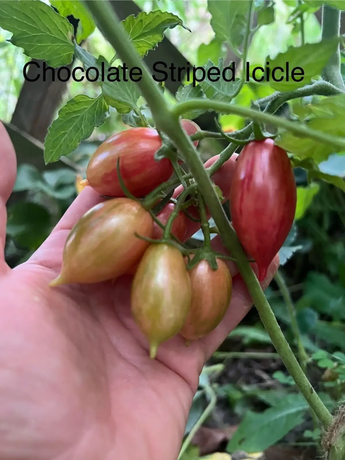 Tomaten: Chocolate Striped Icicle
