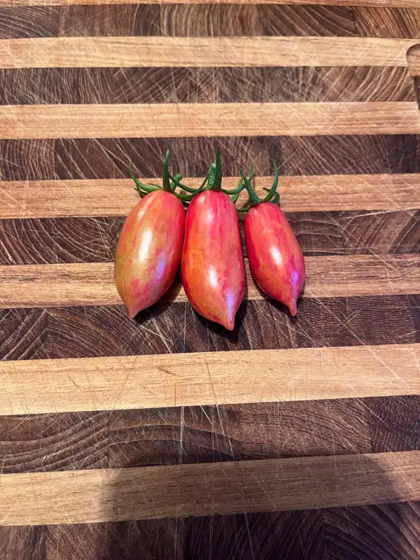 Tomaten: Chocolate Striped Icicle