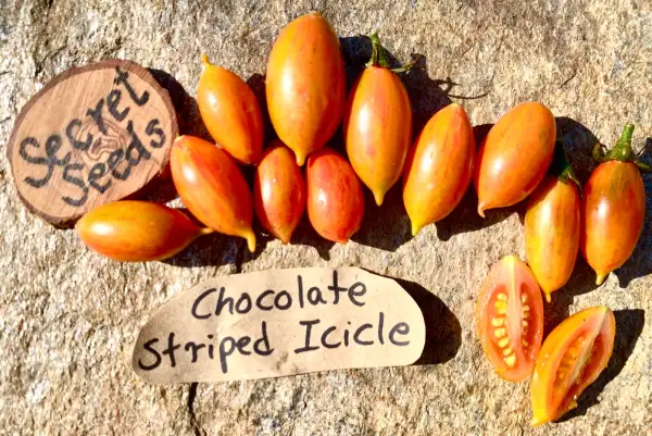 Tomaten: Chocolate Striped Icicle