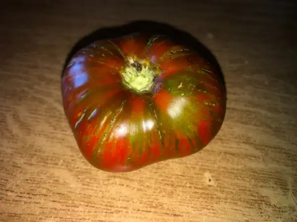 Tomaten: Chocolate Stripes