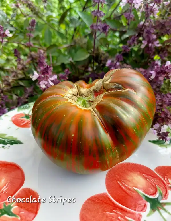 Tomaten: Chocolate Stripes