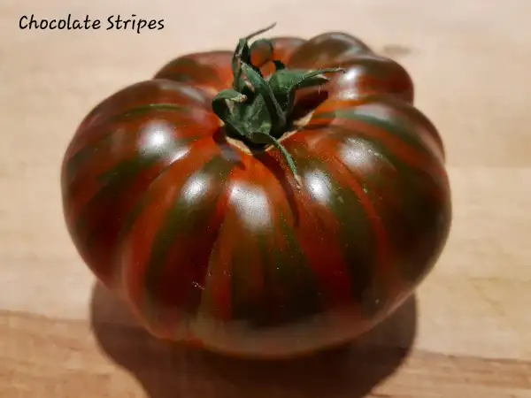 Tomaten: Chocolate Stripes