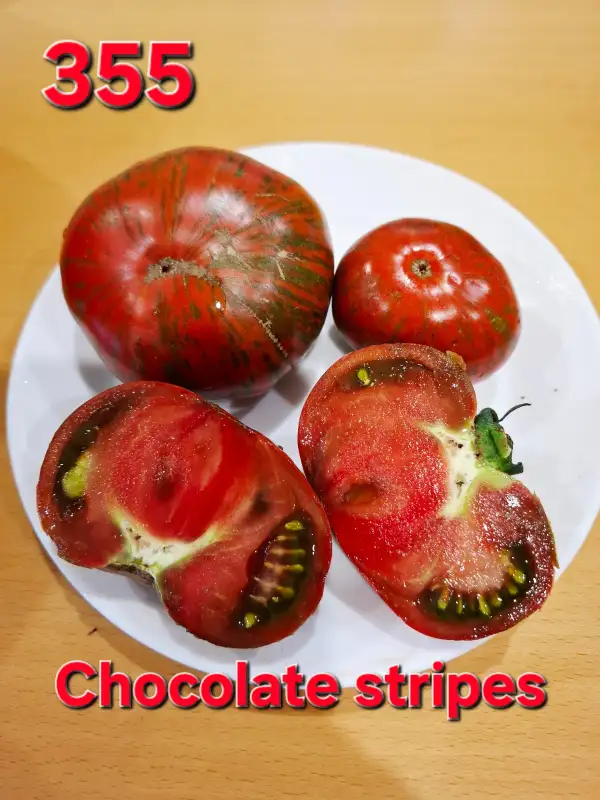 Tomaten: Chocolate Stripes