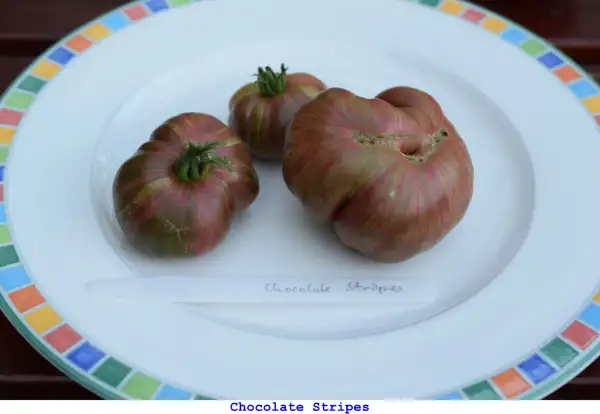 Tomaten: Chocolate Stripes