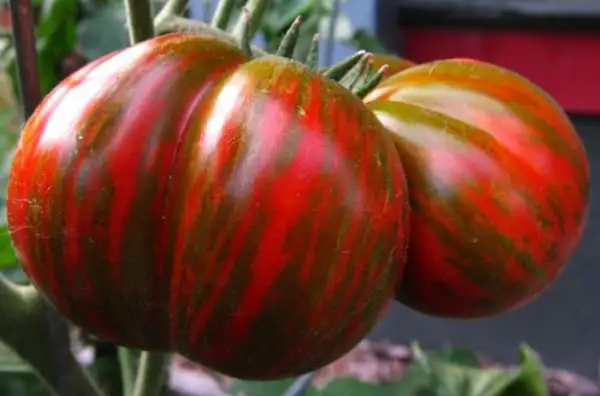 Tomaten: Chocolate Stripes