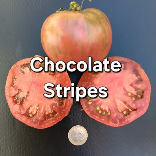 Tomaten: Chocolate Stripes