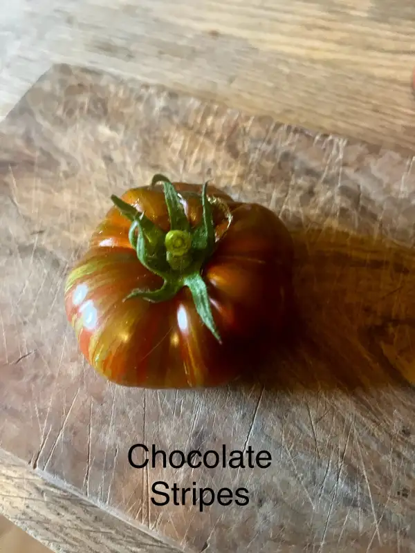 Tomaten: Chocolate Stripes