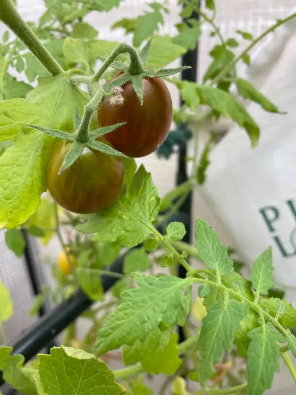 Tomaten: Chokolade Pear