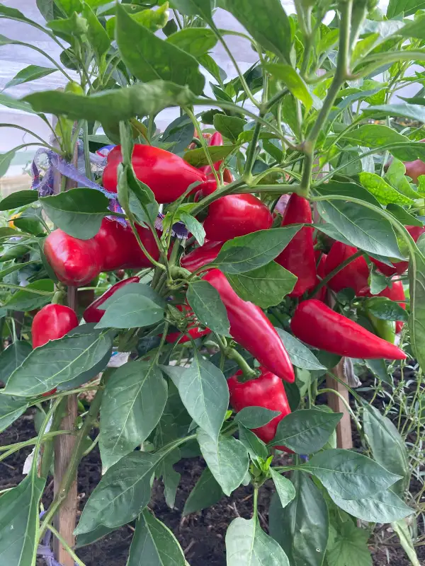 Chili / Paprika: Christa Paprika rot süß