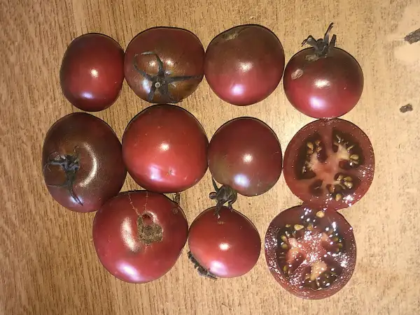 Tomaten: Christmas Purple Grapes