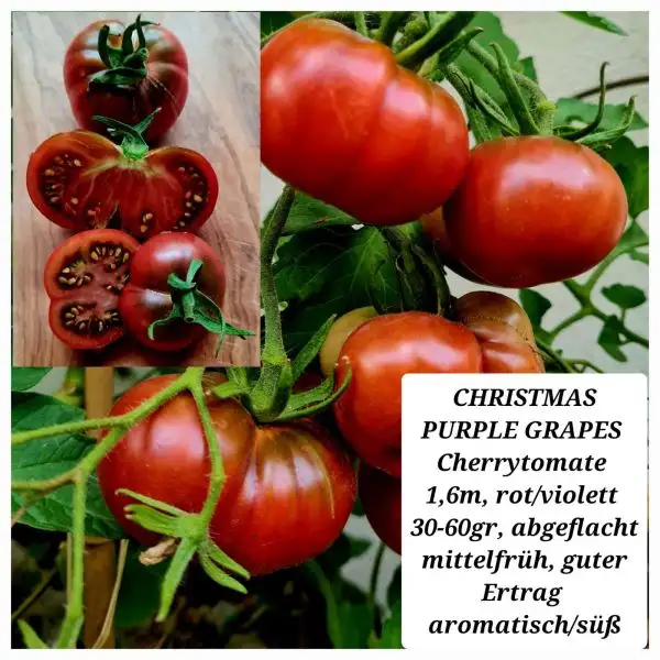 Tomaten: Christmas Purple Grapes