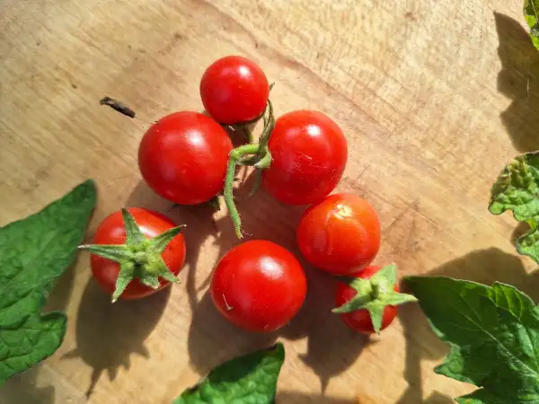 Tomaten: Christmas Tree