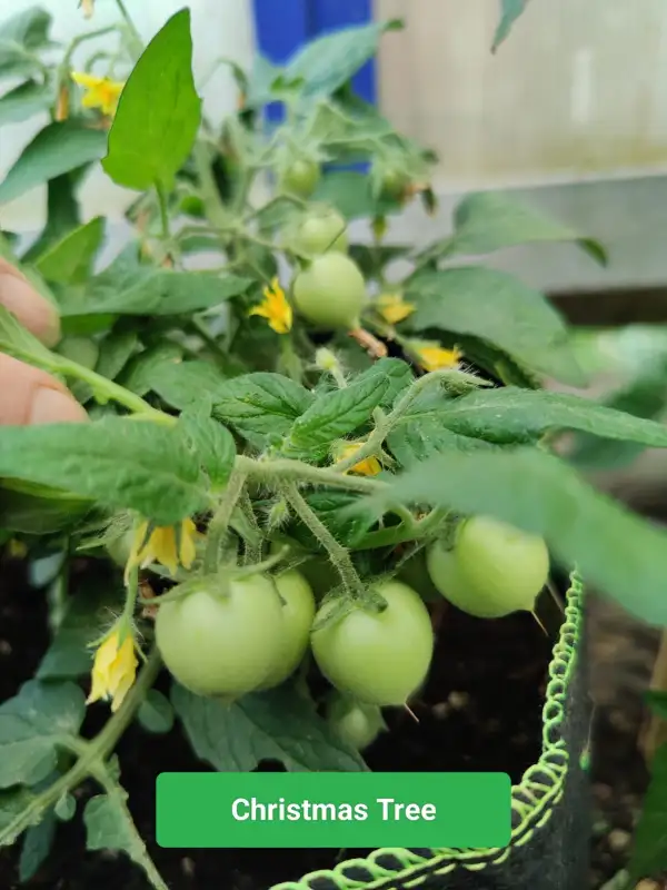 Tomaten: Christmas Tree Micro Dwarf